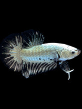 Load image into Gallery viewer, Male Halfmoon Plakat - Black Dragon #1657 - Live Betta Fish
