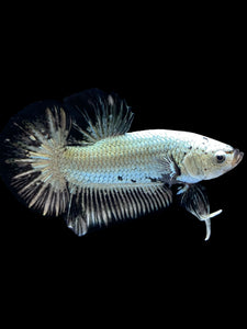 Male Halfmoon Plakat - Black Dragon #1657 - Live Betta Fish