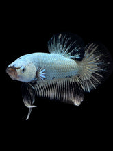 Load image into Gallery viewer, Male Halfmoon Plakat - Black Dragon #1657 - Live Betta Fish

