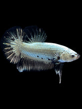 Load image into Gallery viewer, Male Halfmoon Plakat - Black Dragon #1657 - Live Betta Fish
