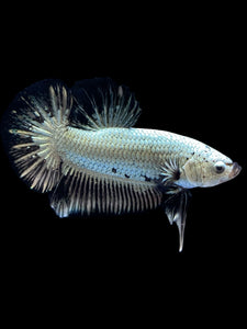 Male Halfmoon Plakat - Black Dragon #1657 - Live Betta Fish
