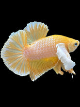 Load image into Gallery viewer, Male Halfmoon Plakat - Gold Dumbo #1658 - Live Betta Fish
