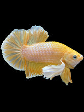 Load image into Gallery viewer, Male Halfmoon Plakat - Gold Dumbo #1658 - Live Betta Fish
