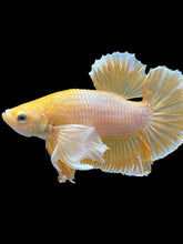 Load image into Gallery viewer, Male Halfmoon Plakat - Gold Dumbo #1658 - Live Betta Fish

