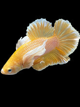 Load image into Gallery viewer, Male Halfmoon Plakat - Gold Dumbo #1658 - Live Betta Fish

