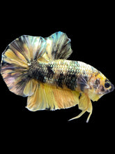 Load image into Gallery viewer, Male Halfmoon Plakat - Yellow Koi Copper #1659 - Live Betta Fish
