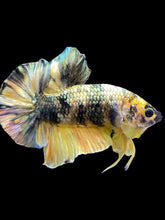 Load image into Gallery viewer, Male Halfmoon Plakat - Yellow Koi Copper #1659 - Live Betta Fish
