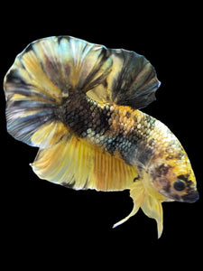 Male Halfmoon Plakat - Yellow Koi Copper #1659 - Live Betta Fish