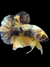Load image into Gallery viewer, Male Halfmoon Plakat - Yellow Koi Copper #1659 - Live Betta Fish
