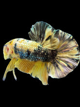 Load image into Gallery viewer, Male Halfmoon Plakat - Yellow Koi Copper #1659 - Live Betta Fish
