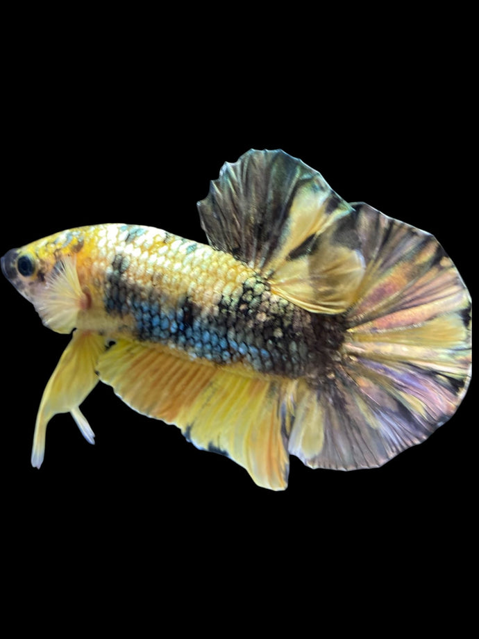Male Halfmoon Plakat - Yellow Koi Copper #1659 - Live Betta Fish