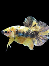 Load image into Gallery viewer, Male Halfmoon Plakat - Yellow Koi Copper #1659 - Live Betta Fish
