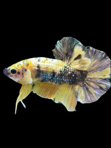 Male Halfmoon Plakat - Yellow Koi Copper #1659 - Live Betta Fish