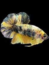 Load image into Gallery viewer, Male Halfmoon Plakat - Yellow Koi Copper #1659 - Live Betta Fish
