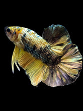 Load image into Gallery viewer, Male Halfmoon Plakat - Yellow Koi Copper #1659 - Live Betta Fish
