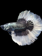 Load image into Gallery viewer, Male Rosetail - Copper Butterfly #165 - Live Betta Fish
