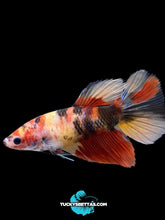 Load image into Gallery viewer, GIANT Female Halfmoon - Galaxy #165 Live Betta Fish
