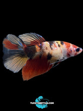 Load image into Gallery viewer, GIANT Female Halfmoon - Galaxy #165 Live Betta Fish
