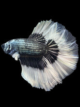 Load image into Gallery viewer, Male Rosetail - Copper Butterfly #165 - Live Betta Fish
