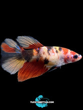 Load image into Gallery viewer, GIANT Female Halfmoon - Galaxy #165 Live Betta Fish
