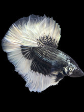 Load image into Gallery viewer, Male Rosetail - Copper Butterfly #165 - Live Betta Fish
