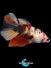 Load image into Gallery viewer, GIANT Female Halfmoon - Galaxy #165 Live Betta Fish
