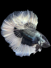 Load image into Gallery viewer, Male Rosetail - Copper Butterfly #165 - Live Betta Fish
