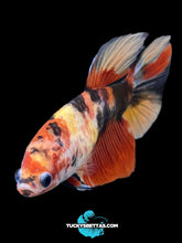 Load image into Gallery viewer, GIANT Female Halfmoon - Galaxy #165 Live Betta Fish
