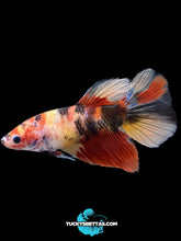 Load image into Gallery viewer, GIANT Female Halfmoon - Galaxy #165 Live Betta Fish
