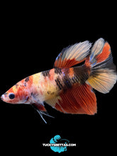 Load image into Gallery viewer, GIANT Female Halfmoon - Galaxy #165 Live Betta Fish
