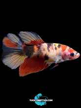 Load image into Gallery viewer, GIANT Female Halfmoon - Galaxy #165 Live Betta Fish
