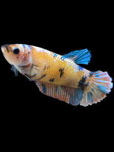GIANT Female Halfmoon Plakat - Multicolor #1660 Live Betta Fish