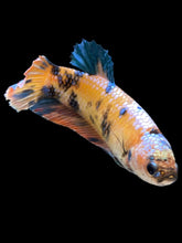 Load image into Gallery viewer, GIANT Female Halfmoon Plakat - Multicolor #1660 Live Betta Fish
