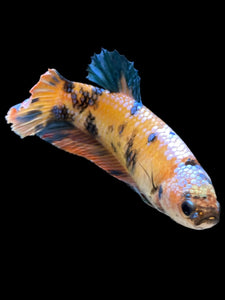 GIANT Female Halfmoon Plakat - Multicolor #1660 Live Betta Fish