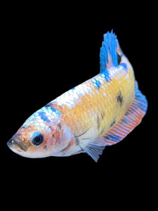 GIANT Female Halfmoon Plakat - Multicolor #1660 Live Betta Fish