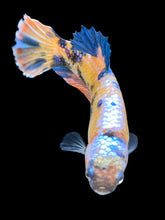 Load image into Gallery viewer, GIANT Female Halfmoon Plakat - Multicolor #1660 Live Betta Fish
