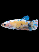 Load image into Gallery viewer, GIANT Female Halfmoon Plakat - Multicolor #1660 Live Betta Fish
