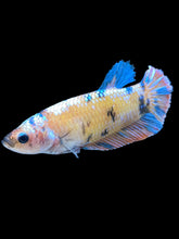 Load image into Gallery viewer, GIANT Female Halfmoon Plakat - Multicolor #1660 Live Betta Fish
