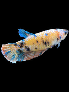 GIANT Female Halfmoon Plakat - Multicolor #1660 Live Betta Fish