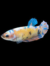 Load image into Gallery viewer, GIANT Female Halfmoon Plakat - Multicolor #1660 Live Betta Fish
