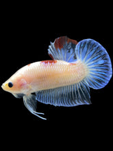 Load image into Gallery viewer, Male Halfmoon Plakat - Tancho #1661 - Live Betta Fish
