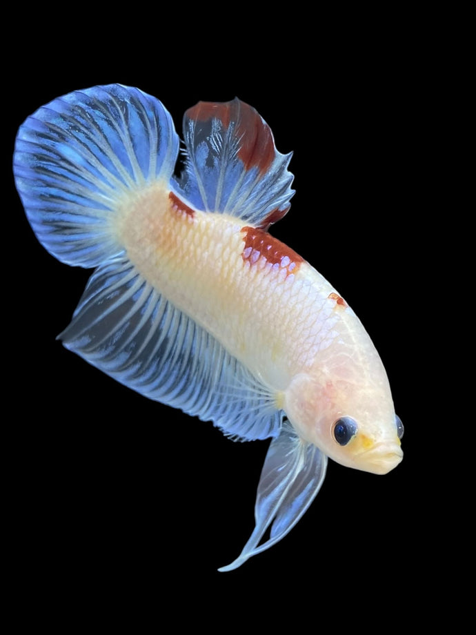 Male Halfmoon Plakat - Tancho #1661 - Live Betta Fish