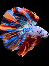 Load image into Gallery viewer, Male Rosetail - Multicolor #1662 - Live Betta Fish
