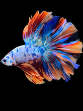 Load image into Gallery viewer, Male Rosetail - Multicolor #1662 - Live Betta Fish
