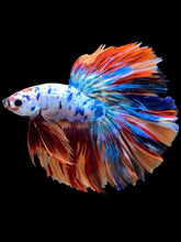 Load image into Gallery viewer, Male Rosetail - Multicolor #1662 - Live Betta Fish
