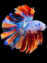 Load image into Gallery viewer, Male Rosetail - Multicolor #1662 - Live Betta Fish
