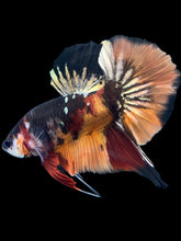 Load image into Gallery viewer, Male Halfmoon Plakat - Nemo Gold Glitter #1663 - Live Betta Fish

