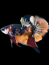 Load image into Gallery viewer, Male Halfmoon Plakat - Nemo Gold Glitter #1663 - Live Betta Fish
