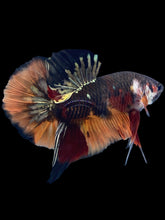 Load image into Gallery viewer, Male Halfmoon Plakat - Nemo Gold Glitter #1663 - Live Betta Fish
