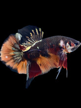 Load image into Gallery viewer, Male Halfmoon Plakat - Nemo Gold Glitter #1663 - Live Betta Fish
